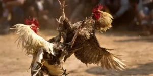 10 lý do nên chơi đá gà cựa sắt tại bet69
