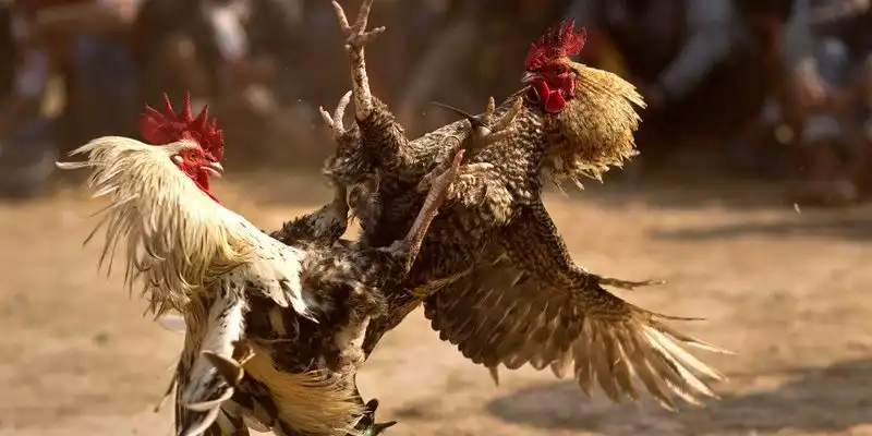 10 lý do nên chơi đá gà cựa sắt tại bet69