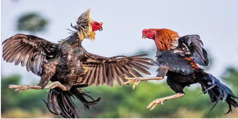 Một trận đấu Gà Đá Đòn kéo dài nhiều hiệp tại miền Trung