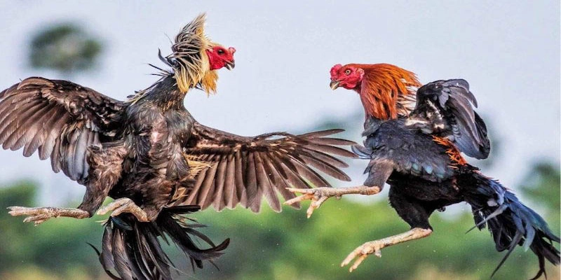 Người chơi có thể theo dõi đá gà Thomo mọi lúc, mọi nơi cùng bet69